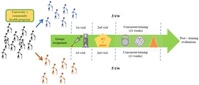 Concurrent Training Increases Serum Brain-Derived Neurotrophic Factor in Older Adults Regardless of the Exercise Frequency